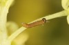 Zegris meridionalis: Larva in the first instar (e.o. rearing, Spain, Madrid, oviposition in early May 2022) [S]