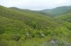Leptidea morsei: Habitat, Aufsicht auf den Eichenwald (Rumänien, Großraum Cluij-Napoca, erste Maihälfte 2021) [N]