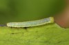 Leptidea morsei: Larva in the second instar (Romania, near Cluij-Napoca, oviposition in the first half of May 2021) [S]