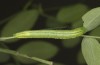 Leptidea morsei: Larva in the final instar (Romania, near Cluij-Napoca, oviposition in the first half of May 2021) [S]