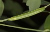 Leptidea morsei: Larva in the final instar (Romania, near Cluij-Napoca, oviposition in the first half of May 2021) [S]