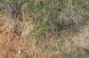 Colias myrmidone: Larval habitat (Romania, Cluij, early May 2021) [N]