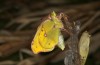 Colias myrmidone: Frischgeschlüpftes Weibchen (Rumänien, Großraum Cluij-Napoca, 2021) [S]