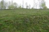 Colias myrmidone: Habitat (Rumänien, Karpathen, Gheorghieni, Anfang Mai 2021) [N]
