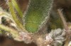 Colias myrmidone: Larva in the final instar (Romania, Cluij, early May 2021) [N]