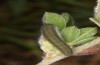 Colias myrmidone: Half-grown larva in the antepenultimate instar (Romania, Cluij, early May 2021) [M]