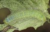 Pieris napi: L4-larva (e.o. Memmingen, S-Germany, September 2022) [S]