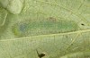 Pieris napi: L5-larva (e.o. Memmingen, S-Germany, August 2022) [S]