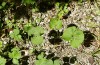 Pieris napi: Larvalhabitat mit Alliaria petiolata. Im Frühjahr sind hier Raupen von Anthocaris cardamines häufig (Memmingen, August 2022) [N]
