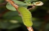 Colias palaeno: Larva (S-Germany, Kempter Wald, May 2020) [N]