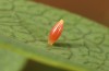 Colias palaeno: Ei, etwa eine Woche alt (Isny, Ende Juni 2021)