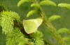 Colias palaeno: Männchen, sich zum Schlafen auf eine junge Fichte zurückgezogen (Kempter Wald, 10. Juni 2020) [N]