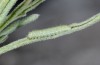 Euchloe penia: Half-grown larva (e.o. Siatista 2014) [S]