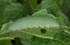 Pieris rapae: Raupe (La Palma, Dezember 2010) [N]