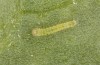 Pieris rapae: L1 larva (e.o. Greece, Euboea, egg found in late May 2022) [S]