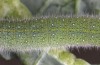 Pieris rapae: L5 larva (e.o. S-Germany, Tauberbischofsheim, eggs in July 2023) [S]