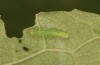 Pieris rapae: L2 larva (e.o. S-Germany, Tauberbischofsheim, eggs in July 2023) [S]