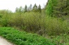 Gonepteryx rhamni: Larvalhabitat an einem feuchten Waldweg mir Frangula alnus im Saum (Schwäbisch Gmünd, Mai 2012) [N]