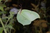 Gonepteryx rhamni: Weibchen (Olymp, August 2012) [N]