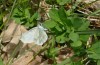 Leptidea sinapis: Oviposition on Lotus corniculatus (eastern Slovenia, late April 2021) [N]