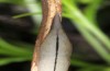 Euchloe tagis: Pupa (e.o. rearing Aranjuez, Spain, 2015) [S]