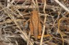 Pyrgomorpha cognata: Male (Cyprus, Limassol, Akrotiri Salt Lake, early November 2016) [N]