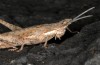 Pyrgomorpha conica: Weibchen (Gran Canaria, Tasarte, Dezember 2016) [N]