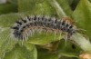 Perisomena caecigena: Half-grown larva (e.l. rearing, Croatia, Zadar, late April 2021) [S]