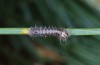 Actias isabellae: L2-larva (Spanish Pyrenees, 2019) [S]