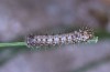 Actias isabellae: L2-larva (Spanish Pyrenees, 2019) [S]