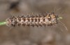 Actias isabellae: L3-larva (Spanish Pyrenees, 2019) [S]