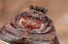 Saturnia pavoniella: Kremaster ventral, female pupa, e.l. Kozani 2010 [S]