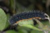 Saturnia pavoniella: Half-grown larva (Kozani) [N]