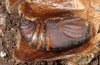 Saturnia pavoniella: Male pupa (e.l. Kozani 2010) [S]