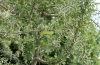 Saturnia pyri: Larva on a Pyrus tree (Chalkidiki, July 2006) [N]
