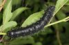 Saturnia spini: Larva in penultimate instar [S]