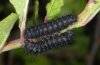 Saturnia spini: Young larvae (Drama, May 2011) [N]