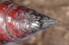 Acherontia atropos: Cremaster (e.l. La Palma 2012) [S]