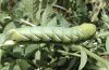 Acherontia atropos: Larva, greenish form [M]