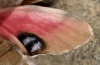 Smerinthus caecus: Eye spot (male) [S]