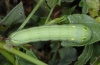 Hippotion celerio: Larva (La Gomera, February 2013) [M]