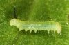 Hemaris croatica: L1-larva [S]