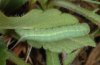 Hemaris croatica: Half-grown larva [S]