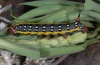 Hyles dahlii: Larva in penultimate instar (Sardinia, May 2012) [S]