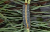 Hyles dahlii: Larva (Sardinia, May 2012) [N]