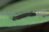 Hyles dahlii: L1-larva (Sardinia, May 2012) [N]