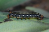 Hyles dahlii: Half-grown larva (Sardinia, May 2012) [M]