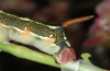 Hyles livornica: Larva (La Gomera, February 2013) [N]