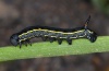Hyles livornica: Half-grown larva (Fuerteventura, Cofete, February 2011) [N]