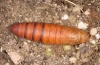 Hyles nicaea: Pupa dorsal (cocoon removed) [S]
